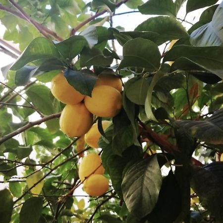 El Limonar De La Ribera Parking Disponible De Pago Daire Cordoba Dış mekan fotoğraf