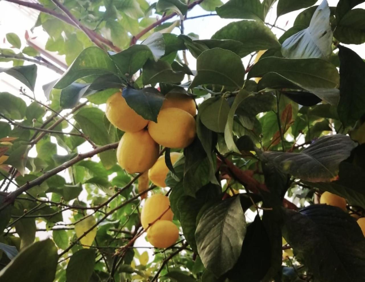 El Limonar De La Ribera Parking Disponible De Pago Daire Cordoba Dış mekan fotoğraf